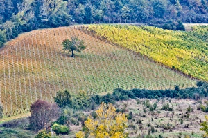 Tuscan Prints: Italy, Tuscany, Lone Tree