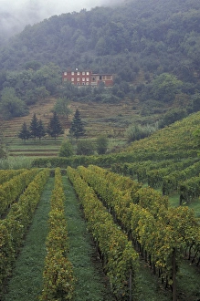 Lucca Prints: Italy, Tuscany, Lucca Vineyard and old farmhouse PR