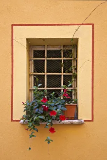 Province Of Siena Prints: Italy, Tuscany, Montepulciano. Potted plant on a windowsill in the hill town of Montepulciano