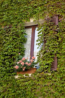 Italy, Tuscany, Montepulciano. Window surrounded by ivy with a pot of geraniums in the hill town of Montepulciano