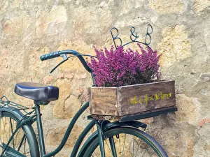 Bicycle Prints: Italy, Tuscany, Monticchiello. Bicycle with bright pink heather in the basket