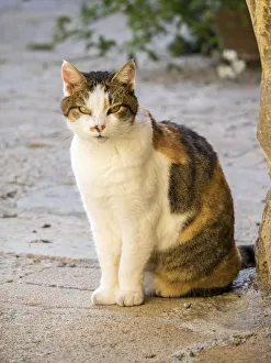 Province Of Siena Prints: Italy, Tuscany, Monticchiello. Tabby cat