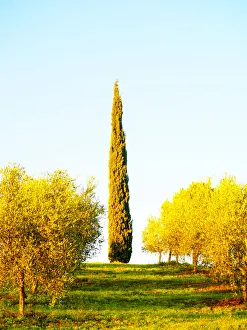 Viewpoint Prints: Italy, Tuscany. Morning light in olive groves