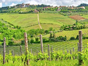 Nostalgia Prints: Italy, Tuscany, Panzano. Spring green of the vineyards