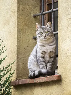 Images Dated 1st July 2022: Italy, Tuscany, Pienza. Cat sitting on a window ledge along the streets
