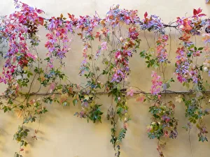 Italy, Tuscany, Pienza. Colorful vines hanging on a wall along the streets
