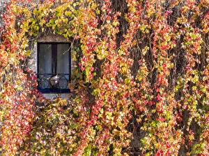 Val D Orcia Prints: Italy, Tuscany, Pienza. Ivy covered wall along the streets