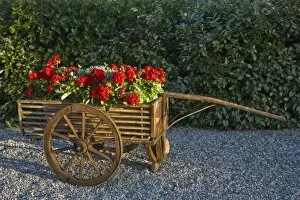 Images Dated 19th May 2007: Italy, Tuscany. Red geraniums spill out of an old wooden cart