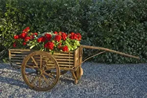 Wagon Prints: Italy, Tuscany. Red geraniums spill out of an old wooden cart