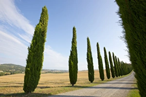 Images Dated 24th July 2014: Italy, Tuscany. Road and cypress trees