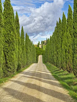 Province Of Siena Prints: Italy, Tuscany. Road lined with Italian cypress leading to a villa