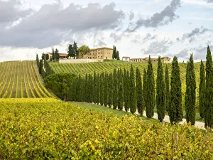 Province Of Siena Prints: Italy, Tuscany. Road lined with Italian cypress trees leading to a villa
