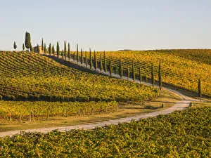 Images Dated 3rd January 2021: Italy, Tuscany. Road through a vineyard in autumn