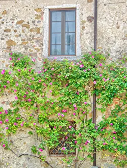Images Dated 21st July 2023: Italy, Tuscany. Rose covered old stone wall and window