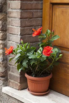 Europe Prints: Italy, Tuscany, San Gimignano. Red hibiscus flower in a pot on the doorstep of a home in San Gimignano