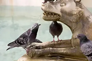 Wolf Prints: Italy, Tuscany, Sienna. Pigeon gets wet from water spouting from the mouth of a wolf