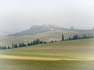 Images Dated 3rd January 2021: Italy, Tuscany. Small farmhouse and vineyard on a foggy morning