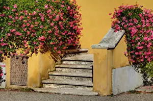 Entry Prints: Italy, Tuscany. Stairs covered in flowers