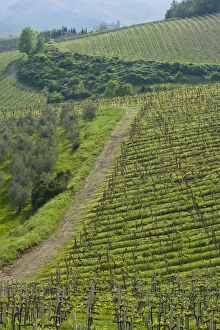 Italy, Tuscany. Steep hills of vineyards in the Chianti region