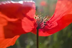 Images Dated 21st May 2007: Italy, Tuscany, Summer Poppies in Tuscany Widw Angle View
