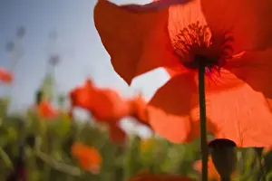 Fertility Prints: Italy, Tuscany, Summer Poppies in Tuscany Widw Angle View