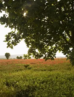 Warm Color Prints: Italy, Tuscany, Sunlight Through Tree shinning over wilflower Field