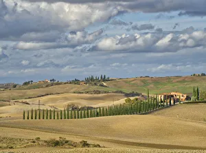 Firenze Prints: Italy, Tuscany. A tree lined entrance to a villa in the Tuscan countryside