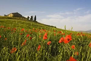 Italy, Tuscany, Tuscan Villa in Spring With Poppies