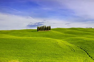 Wheat Prints: Italy, Tuscany, Val d Orcia. Famous cypress grove