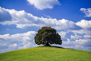 Hilltop Prints: Italy, Tuscany, Val d Orcia. Tree on hilltop