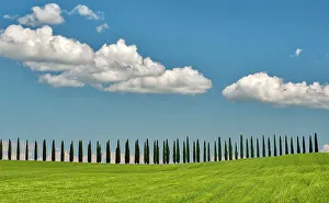 Wheat Prints: Italy, Tuscany. View of long rows of cypress trees