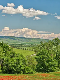 Poppy Prints: Italy, Tuscany. View of long rows of cypress trees and villa
