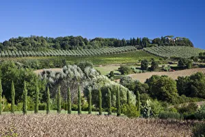 Europe Prints: Italy, Tuscany. Villa on hillside surrounded with olive trees and vineyard
