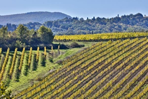 Grow Prints: Italy, Tuscany, Vineyard