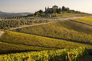 Images Dated 4th January 2019: Italy, Tuscany. Vineyard in autumn