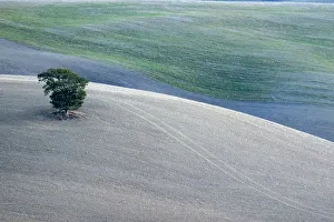 Lone Tree Prints: Italy, Tuscany. Vineyard in autumn countryside