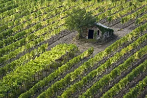 Europe Prints: Italy, Tuscany. Vineyard with grapes on the vine and small shed in the field
