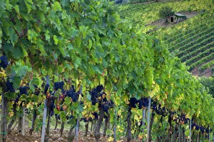 Images Dated 14th February 2022: Italy, Tuscany. Vineyard with grapes on the vine and small shed in the field