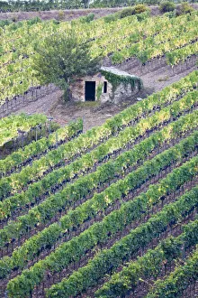 Images Dated 13th April 2022: Italy, Tuscany. Vineyard with grapes on the vine and small shed in the field