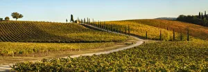 Images Dated 16th November 2018: Italy, Tuscany, vineyard, late light