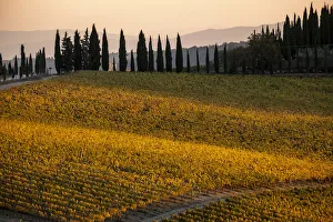 Chianti Prints: Italy, Tuscany, vineyard, late light
