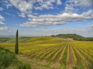 Images Dated 3rd January 2021: Italy, Tuscany. Vineyard leading to a farmhouse in Tuscany with blue skies