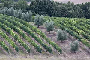 Olive Tree Prints: Italy, Tuscany. Vineyard and olive trees in the Tuscan landscape