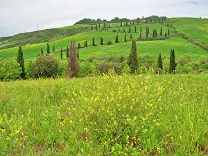 Winding Road Prints: Italy, Tuscany. Winding road on the hillside near La Force