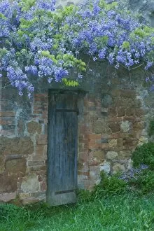 Italy, Tuscany. Wisteria blossoms hang over an old doorway in Pienza