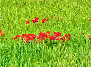 Wheat Prints: Italy, Umbria, Assisi. Spring poppies in wheat field
