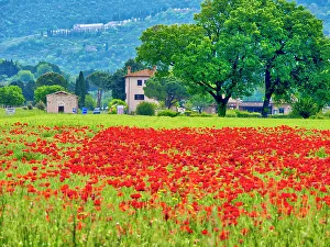 Wheat Prints: Italy, Umbria, Assisi. View of Assisi across the poppy covered field