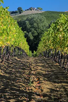 Umbria Prints: Italy, Umbria. Home surrounded by vineyards