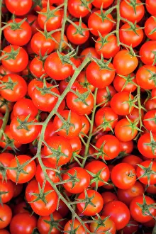 Umbria Prints: Italy, Umbria, Montefalco. Closeup of tomatoes on the vine
