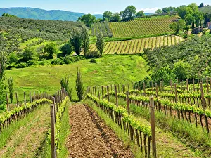 Umbria Prints: Italy, Umbria, Montefalco. View of vineyards